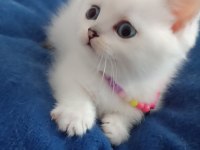 Silver british longhair