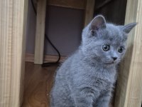 TAM GÜZELLİK BİRİTİSH SHORT HAİR