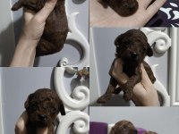 Kore red brown toy poodle minicik güzellikler