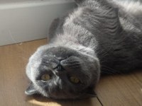Dişi scottish fold