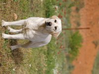 Şampiyon Anne Babadan FCI-KIF şecereli Labrador Yavrular