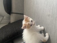 Annesi terk etmiş melez kedimiz
