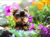 Wc eğitimli pasaportlu tea cup yorkshire terrier
