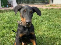 A kalite doberman köpekleri