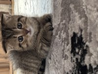 scottish fold dişi yavrum sahiplendirilecektir