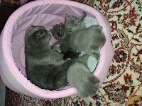 SAF 5 ADET YAVRU KEDİMİZ MEVCUTTUR 1 AYLIK