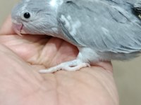 Siyah beyaz forpus cep papağanı dişi