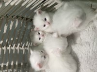 British longhair shorthair kediler