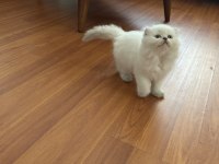 Scottish Fold blue point longhair