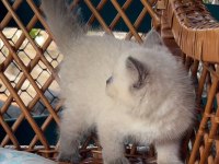 Masmavi Gözleriyle BluePoint British Shorthair