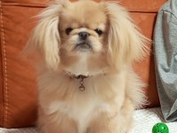 Pekinez köpek ırkı