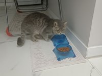 1 yaşında british shorthair