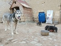 MASKELİ MAVİ GÖZLÜ SAFKAN HUSKY YAVRULAR