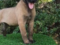 Üst Düzey Safkan Belçika Malinois Bebekler