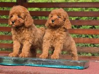 Poodle Çiftliğinden Red Brown Toy Poodle Bebeklerimiz