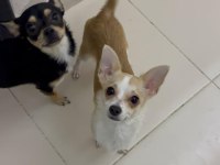 9 Aylık Chihuahua Bebeklerimiz Sahiplendirilecektir