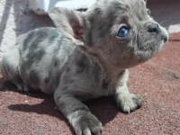 French bulldog