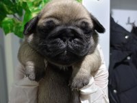 Pug Mops yavrular Üst düzey