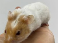 HAMSTER YAVRULARI