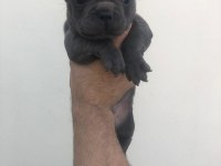 3 blue erkek blue French bulldog