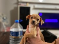 Sahiplendirme chihuahua yavrular
