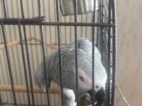 1 yaşında evcil jako papağanı