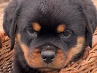 Türkiyenin en güvenilir çiftliğinden rottweiler