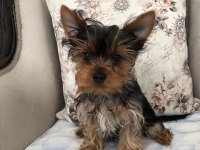 Şecereli Yorkshire Terrier Bebekler