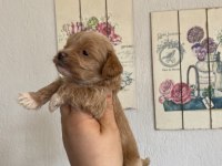 Maltipoo küçük boy