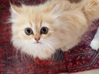 Saf Kan British Longhair Bebekler