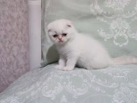 Exotic shorthair yavrumuz ve çok nadir tür foldex bebekler