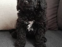 TOY POODLE - ERKEK
