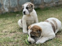 BU YAVRULARI KAÇIRAN PİŞMAN OLUR