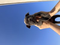 French Buldog cinsi yavrularımız sahiplendirilecektir