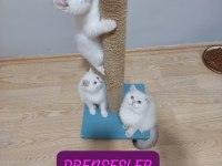 British Shorthair Prensesim Hazır