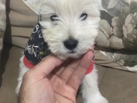 1 erkek ve 1 dişi yavru köpeğimiz