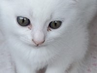 Scottish Fold Yavrular