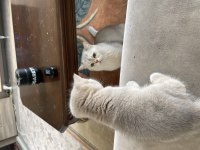2 aylık british shorthair gold