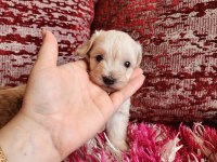 SAĞLIK VE IRK GARANTİLİ MALTİPOO
