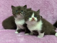 Cinnemon british shorthair bebeklerim A kalite