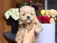 Maltipoo Bebekler