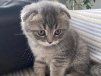 2 aylık scottish fold yavrularım yeni yuvalarını arıyor