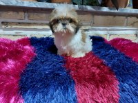 Sıfır Boy biblo shih tzu yavrularım