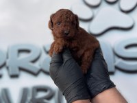 Toy Poodle Köpeklerimiz