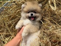 PORTAKAL GİBİ TURUNCU POMERANİAN BOO