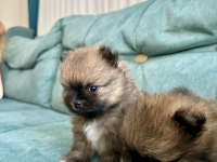 Pomeranian Teddy Bear Yavrularımız
