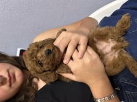 Toy poodle köpekler