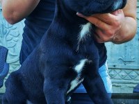 Anneden de Babadan da Dünya Şampiyonu Cane Corso Torunları