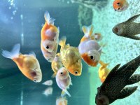 RANCHU JAPON BALIKLAR