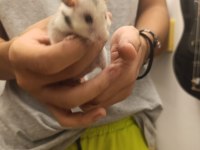 Erkek yetişkin hamster